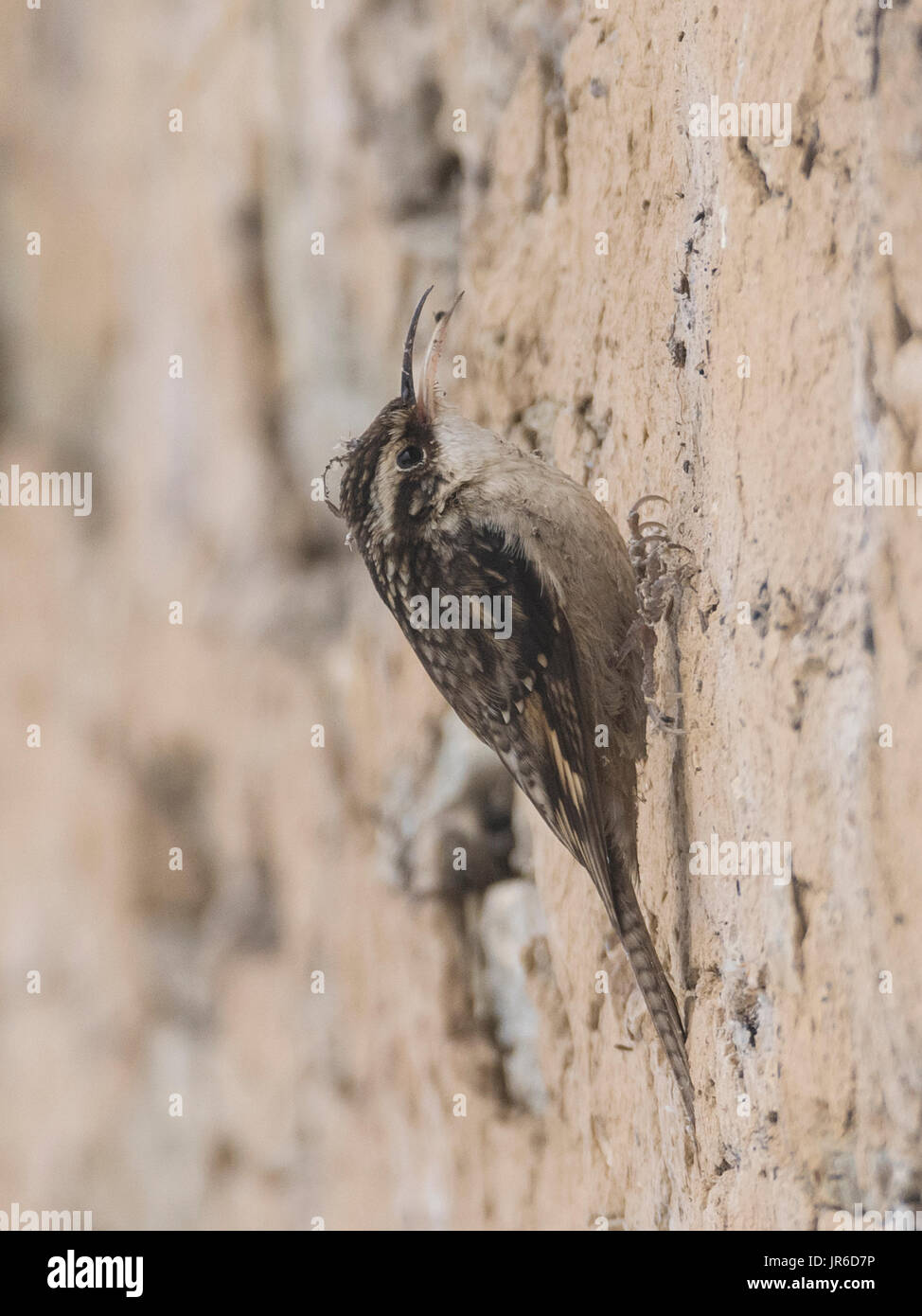 treecreeper con coda di bar (Certhia himalayana), o il treecreeper Himalayano a Uttarakhand, India Foto Stock