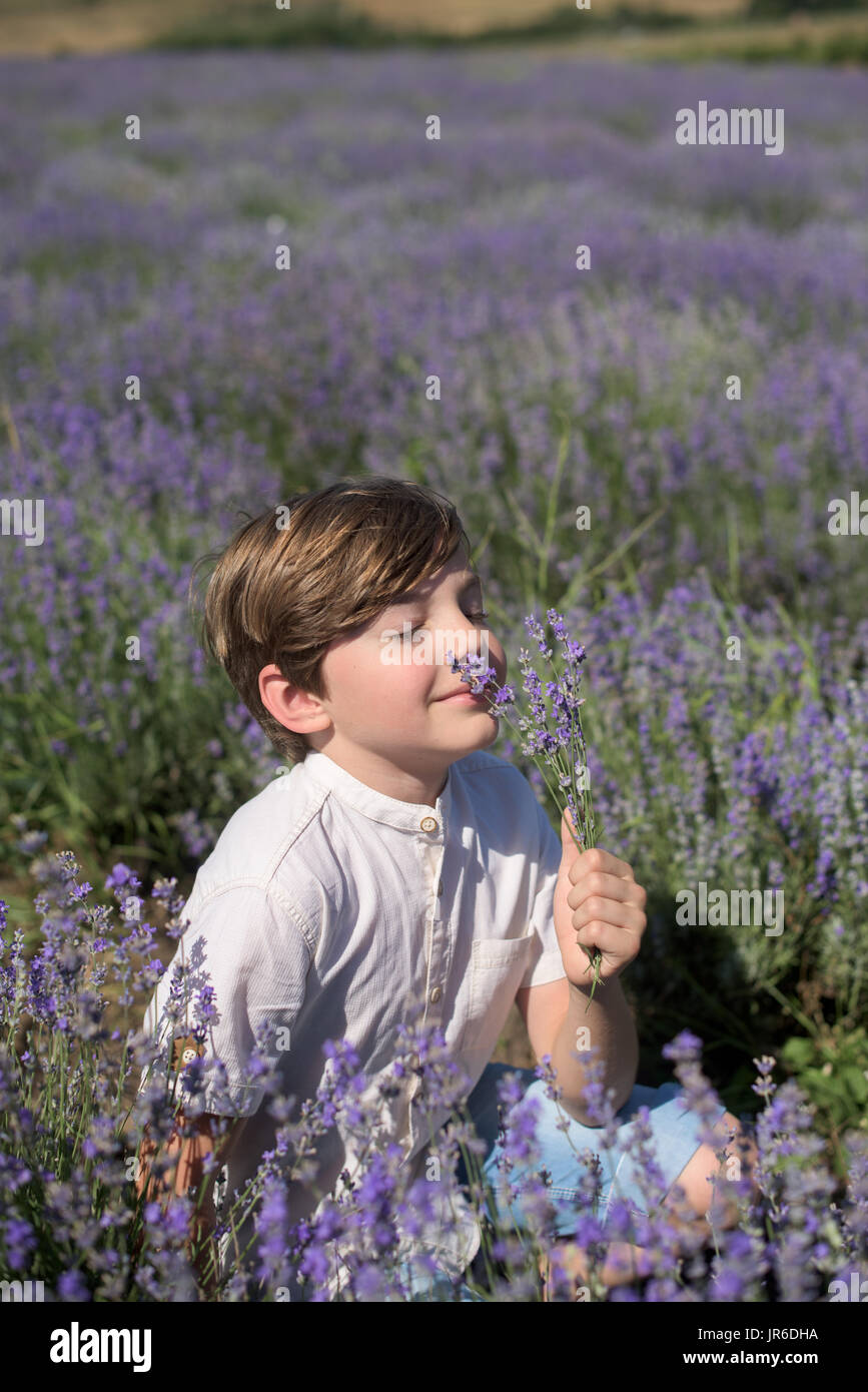 Ragazzo seduto in un campo di lavanda fiori profumati Foto Stock