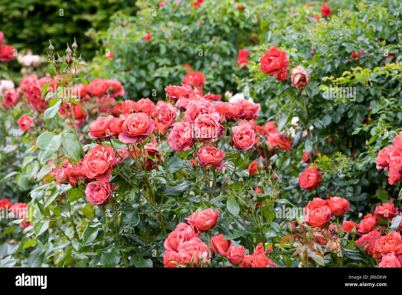 Rosa cioccolata calda 'Wekpaltez' Fiori. Foto Stock