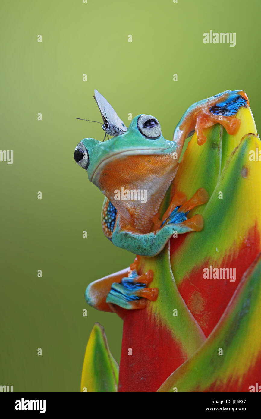 Farfalla posata su un Iavan raganella su un fiore, Indonesia Foto Stock