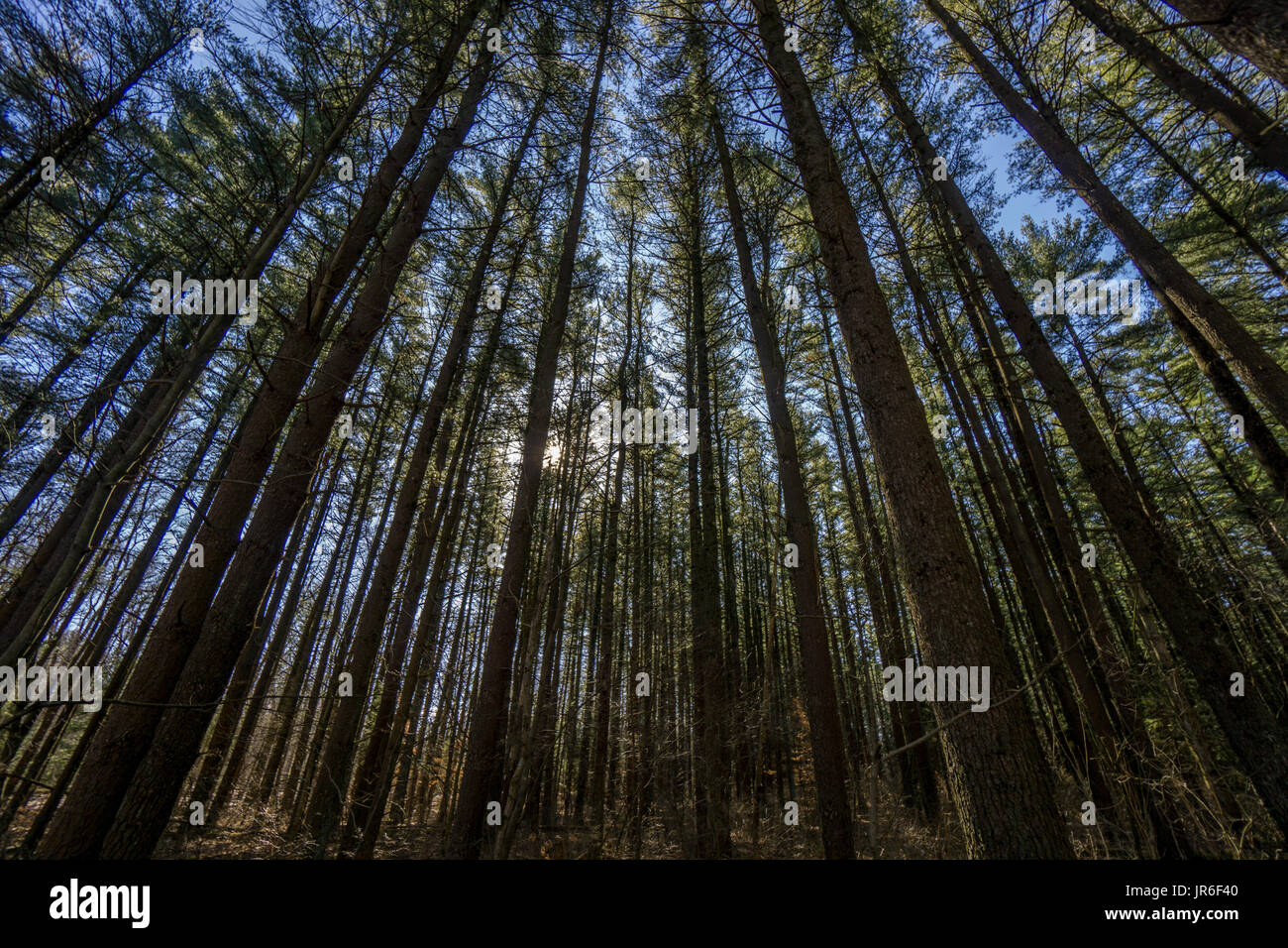 Basso angolo vista sugli alberi nel lago lungo la foresta di stato, Michigan, America, STATI UNITI D'AMERICA Foto Stock