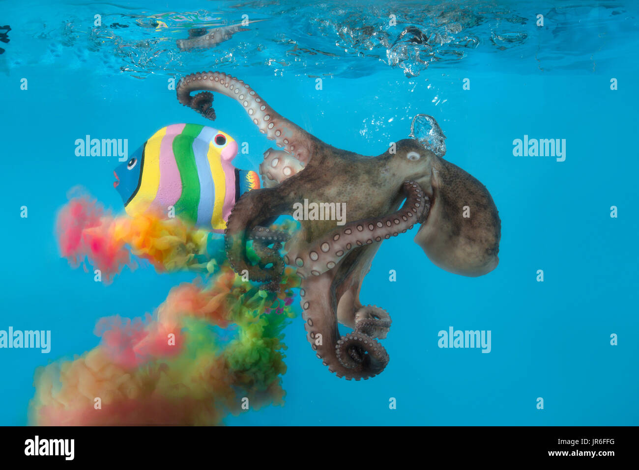 Octopus subacquei con uno schema concettuale multi-colore di inchiostro cloud Foto Stock