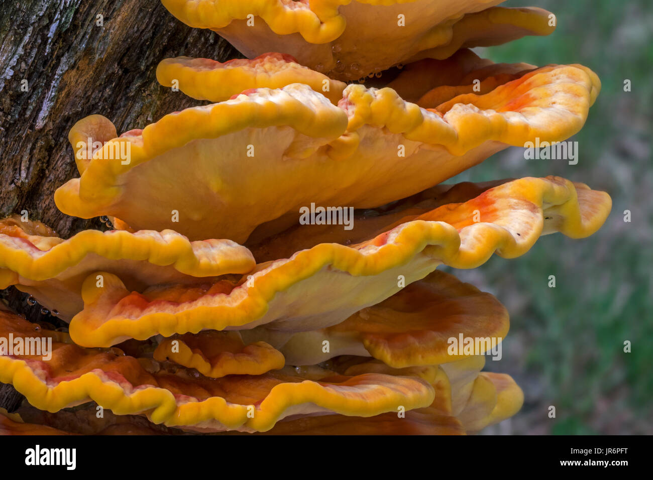 Pollo-di-il-boschi / crab-di-il-boschi / polypore zolfo Zolfo / ripiano (Laetiporus sulfurei) crescente sul ceppo di albero nella foresta in estate Foto Stock