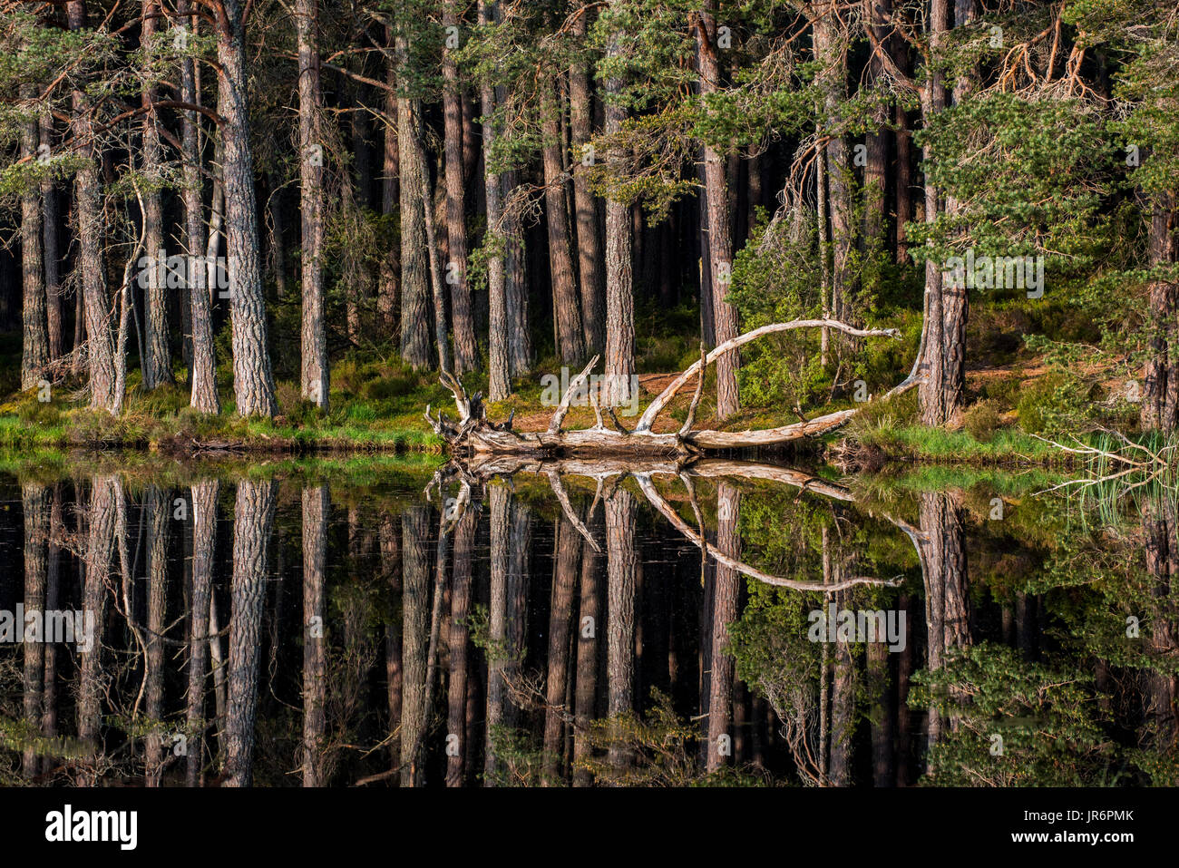 Pino silvestre alberi sulle rive di Loch Garten, riflessa nell'acqua, Abernethy Forest, il resto del Caledonian foresta di Strathspey, Scotland, Regno Unito Foto Stock