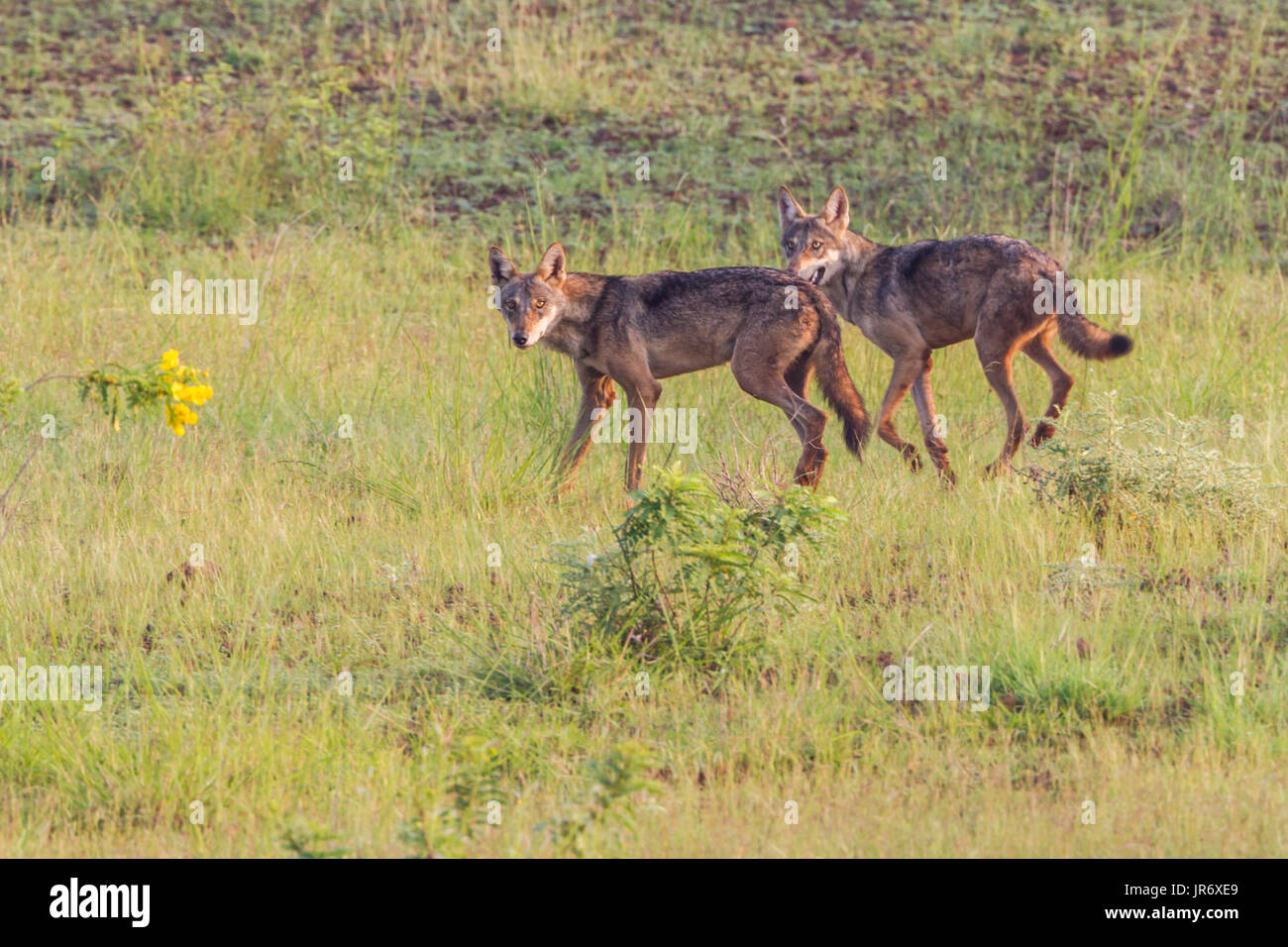 L'Indiano lupo (Canis lupus pallipes) come visto intorno le praterie vicino a Pune City periferia nel Maharashtra, India. Foto Stock