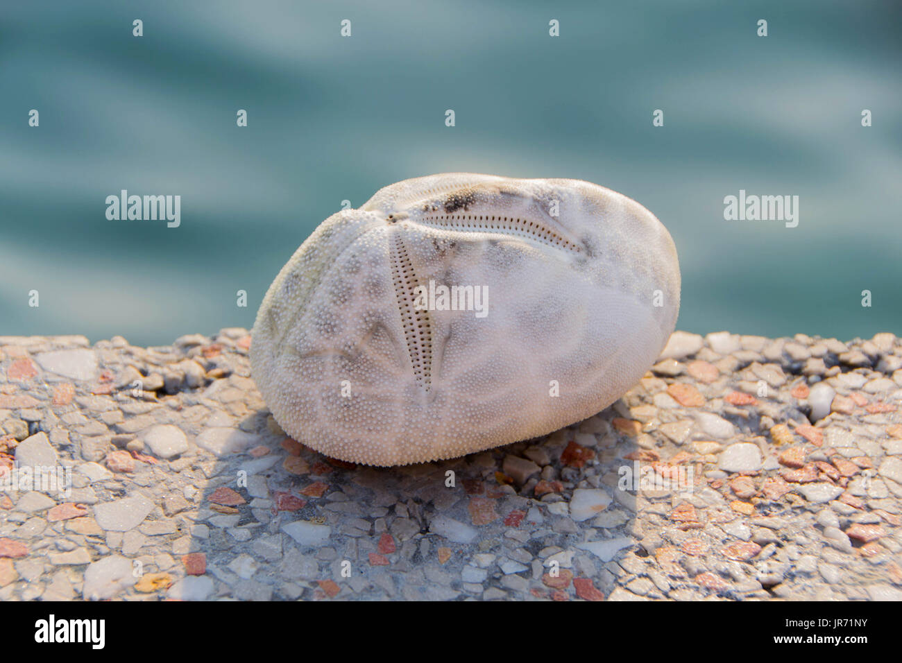 Mare di patate, è una dei ricci di mare in famiglia Loveniidae. Si è trovato in sub-regioni di marea in mari temperati di tutto il mondo e la vita sepolta nella sabbia Foto Stock