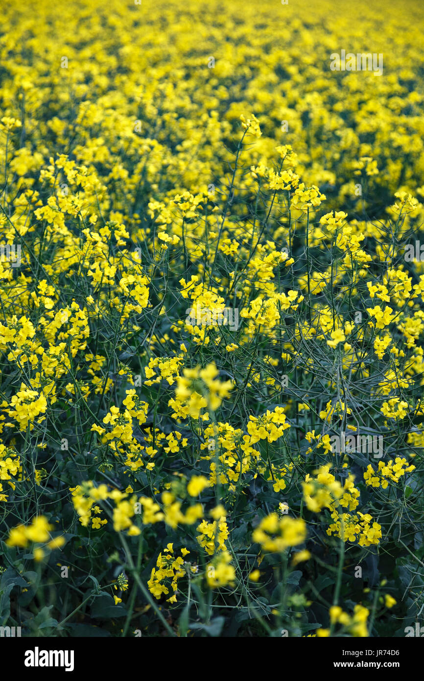 Piante di colza (Brassica napus) Campo, vicino a Inverness, Scotland, Regno Unito Foto Stock