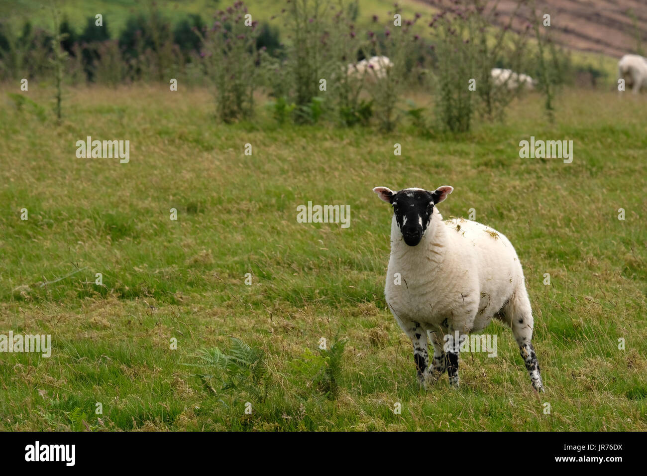 9 Luglio 2017 - Welsh hill ovini Foto Stock