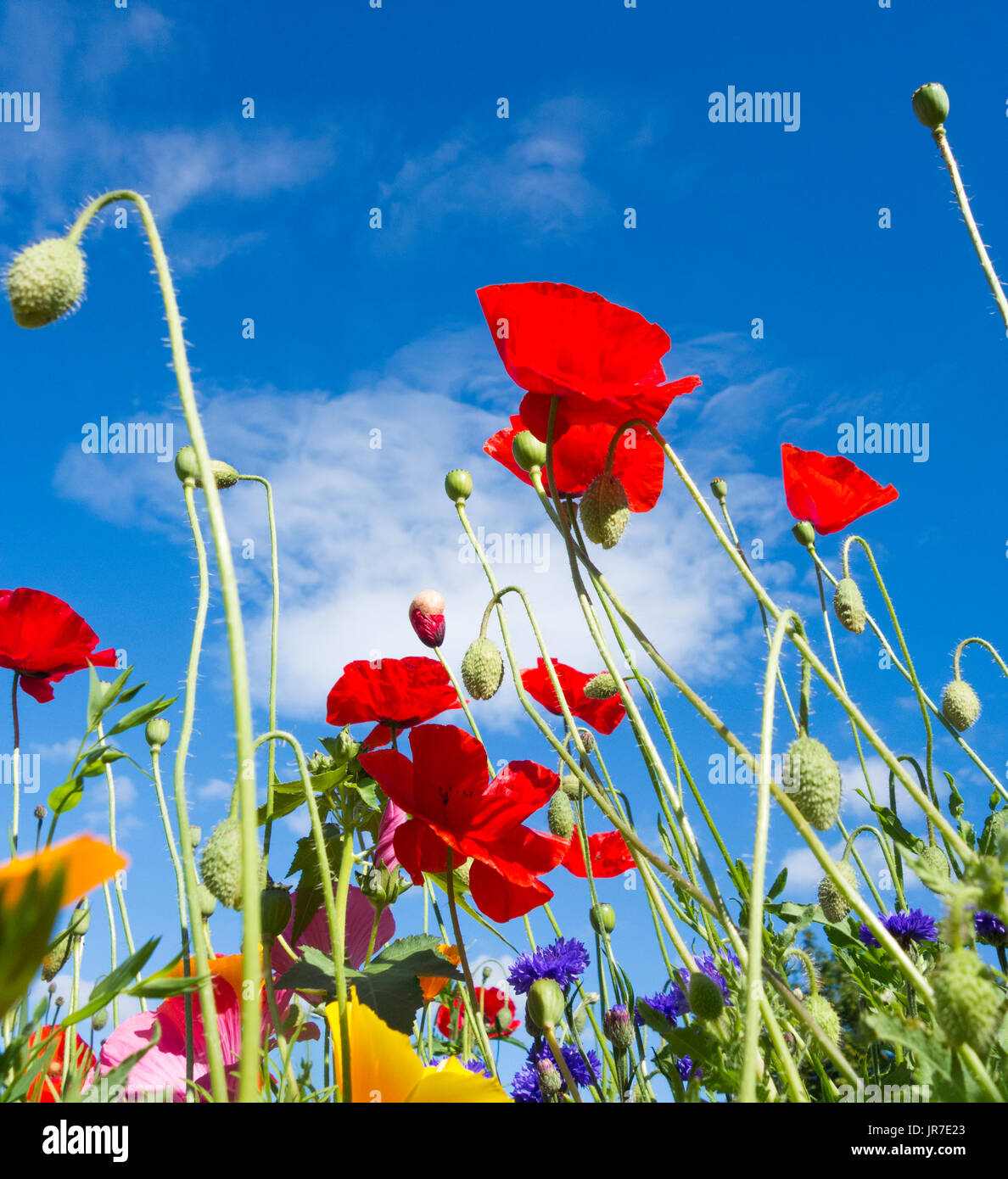 Prato di fiori selvaggi in Inghilterra. Regno Unito Foto Stock