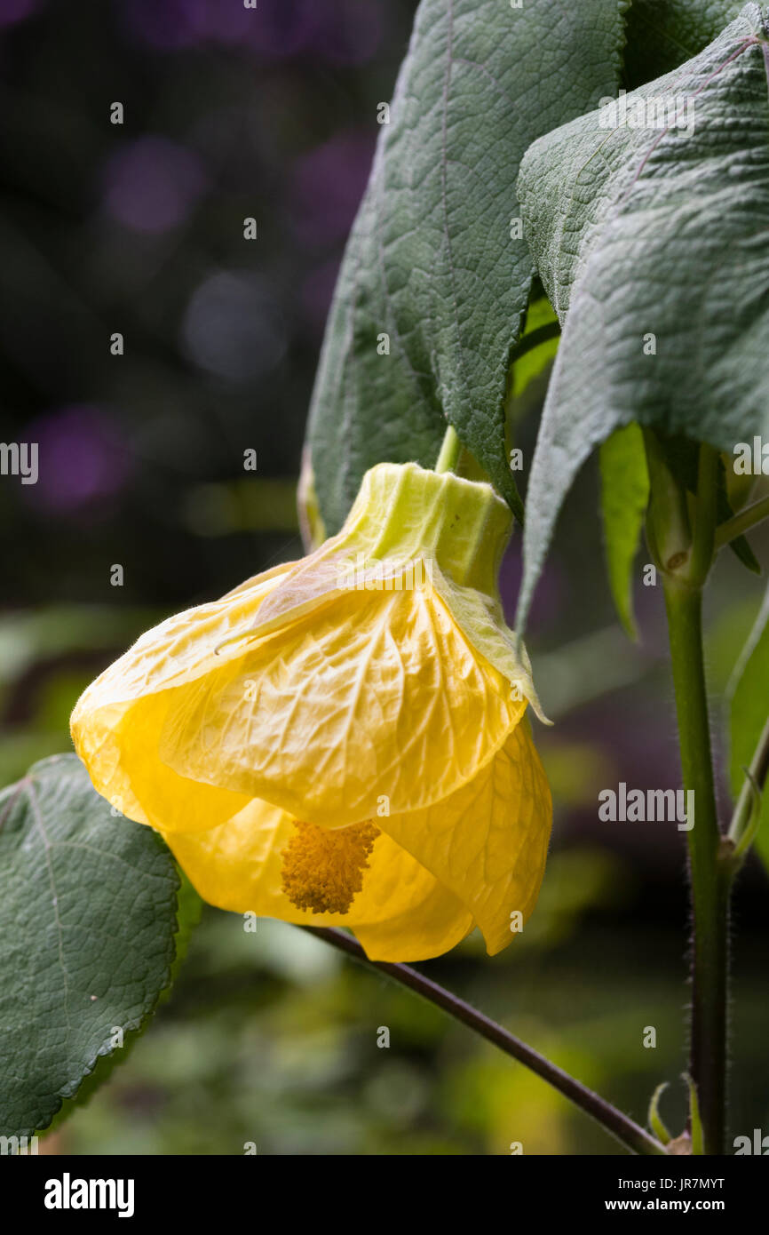 Campana gialla fiore della lunga fioritura lax Arbusti decidui, Abutilon "Canary Bird" Foto Stock
