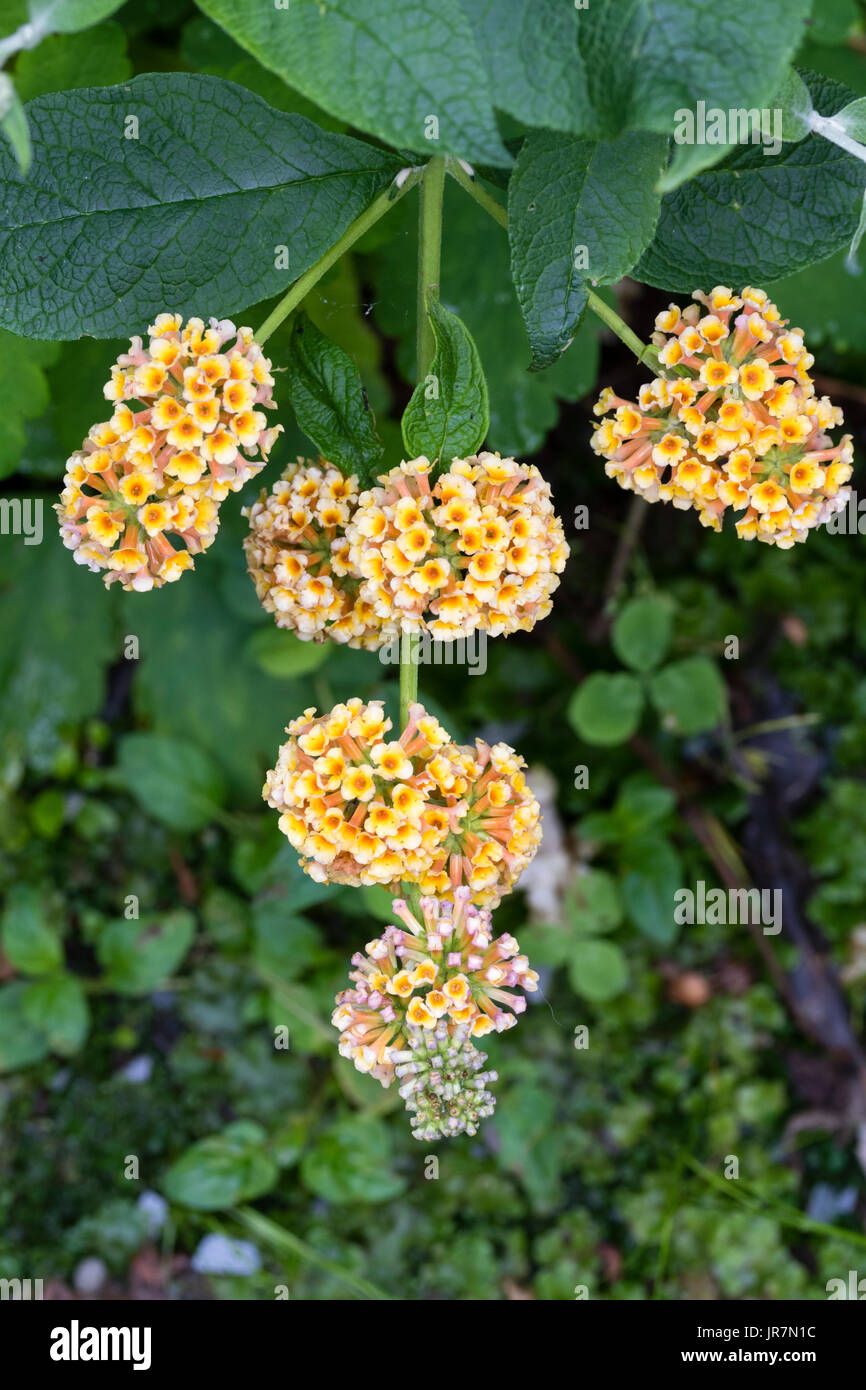 Forma globulare le teste dei fiori di hardy ibrido di Arbusti decidui, Buddleja x weyeriana 'Sungold' Foto Stock