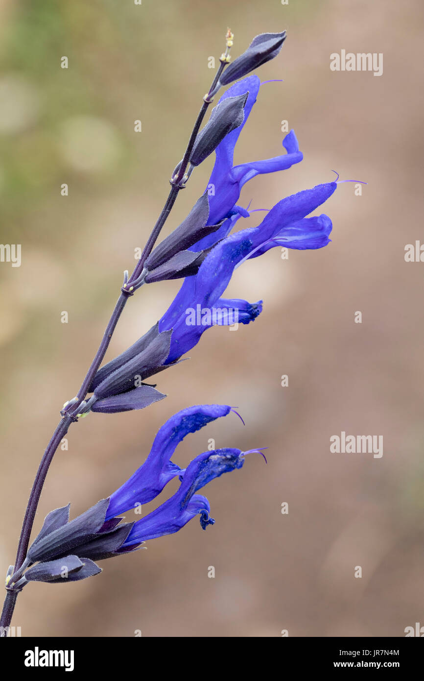 Punta singola del fiore blu semi-hardy sage, Salvia guaranitica 'nero e blu' Foto Stock