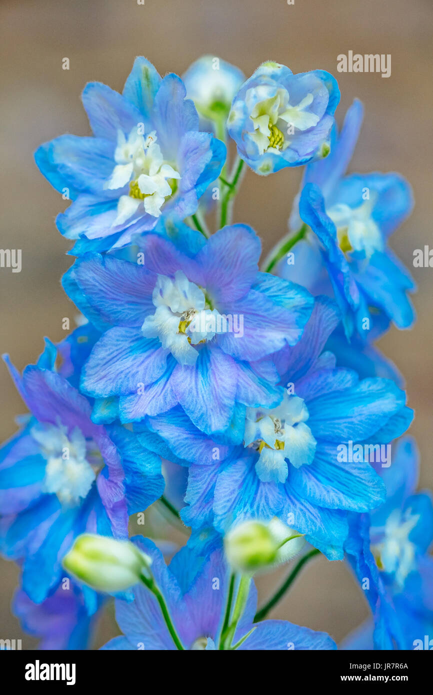 Blu fiore fiori delphinium noto anche come specchio azzurro varietà, in un ambiente da giardino. Foto Stock