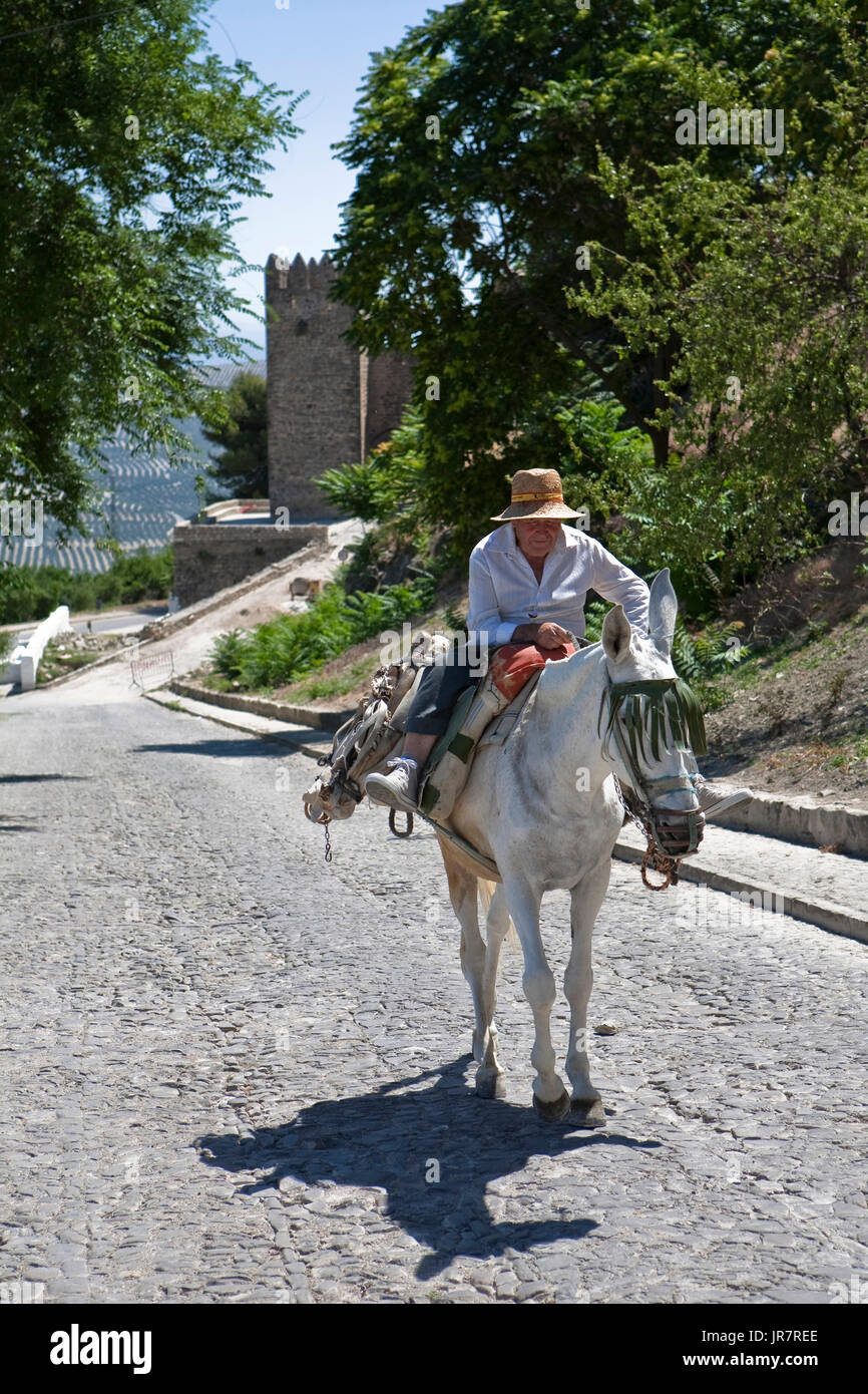 Il sambuco passeggiate in asino vicino al castello, Sabiote, Jaen, Spagna Foto Stock
