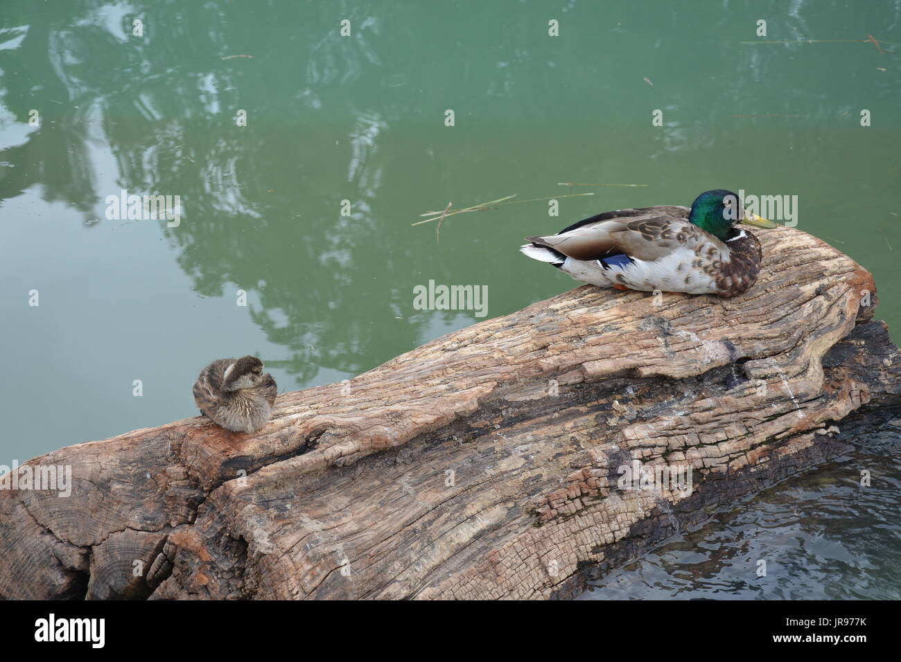 Udienza ducksMallard anatre seduto su di una in un stagno Foto Stock