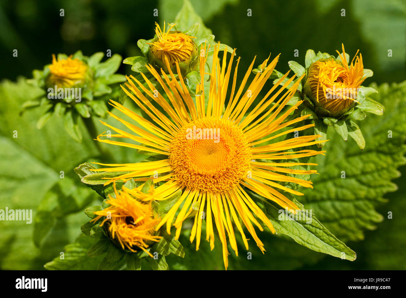 Occhio di bue (Telekia speciosa) Foto Stock