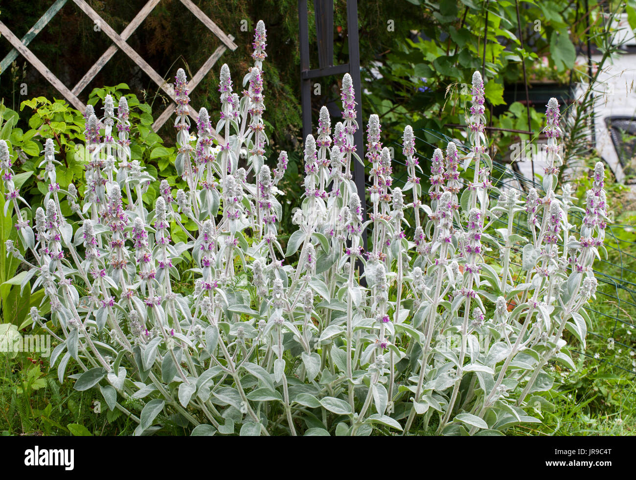 Langs orecchio (Stachys byzantina) Foto Stock