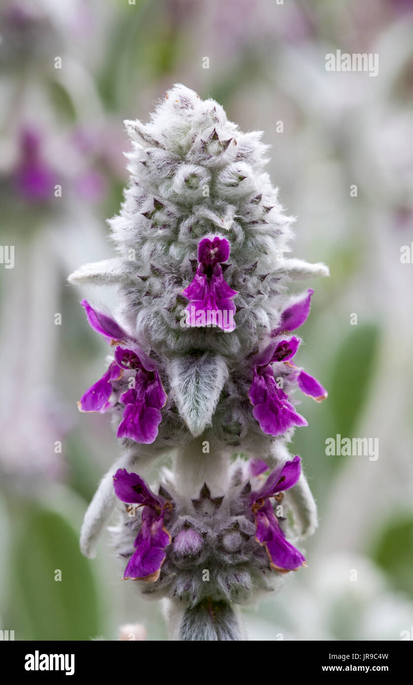 Langs orecchio (Stachys byzantina) Foto Stock