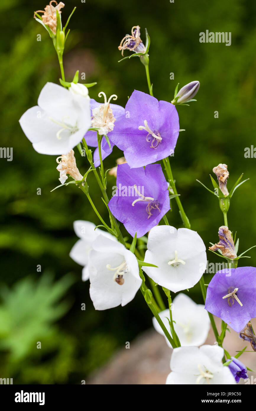 Peach-lasciarono la campanula (Campanula persicifolia) blu e variazioni di colore bianco Foto Stock