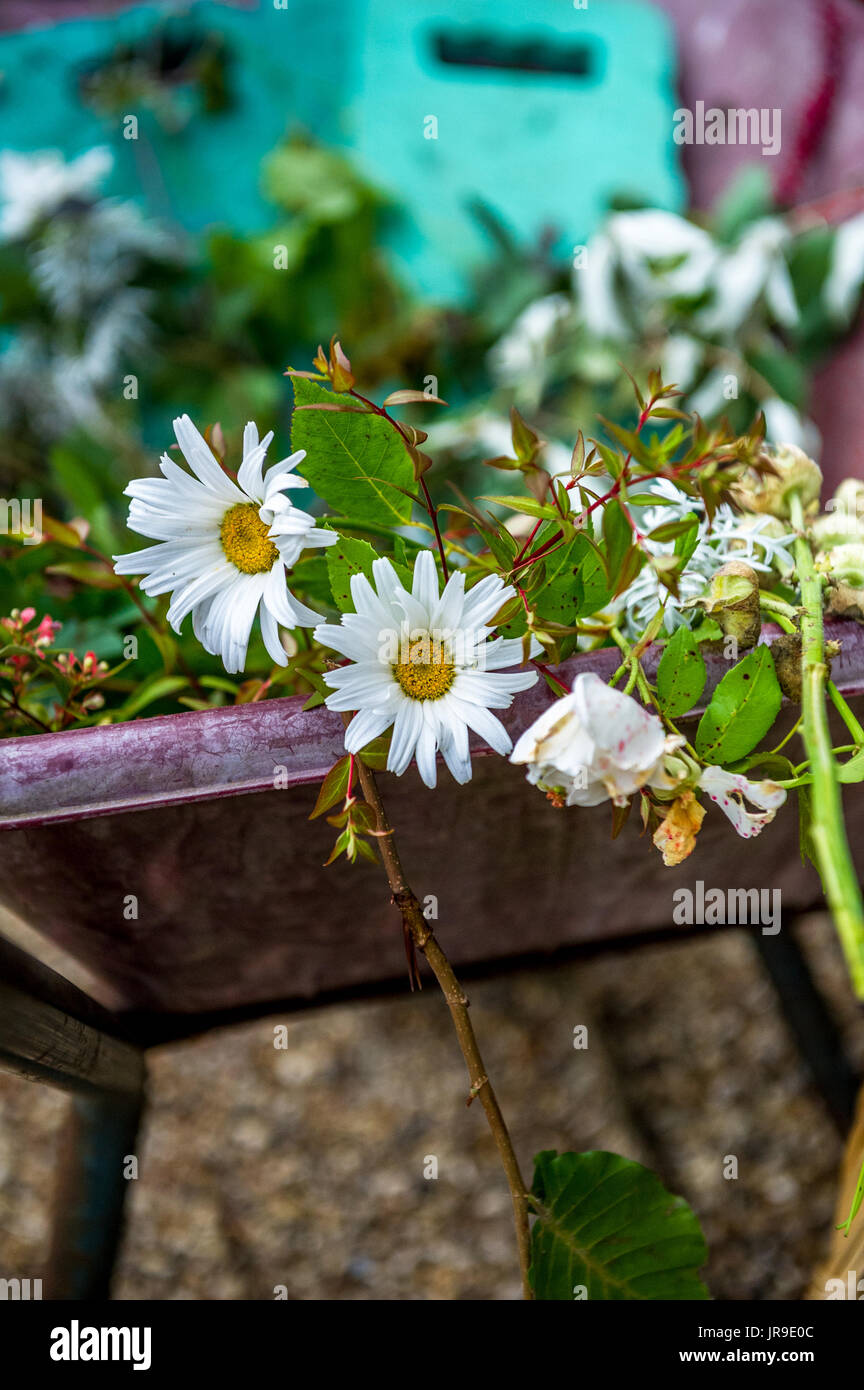 Tagliare Oxeye margherite in una ruota di Barrow. Foto Stock