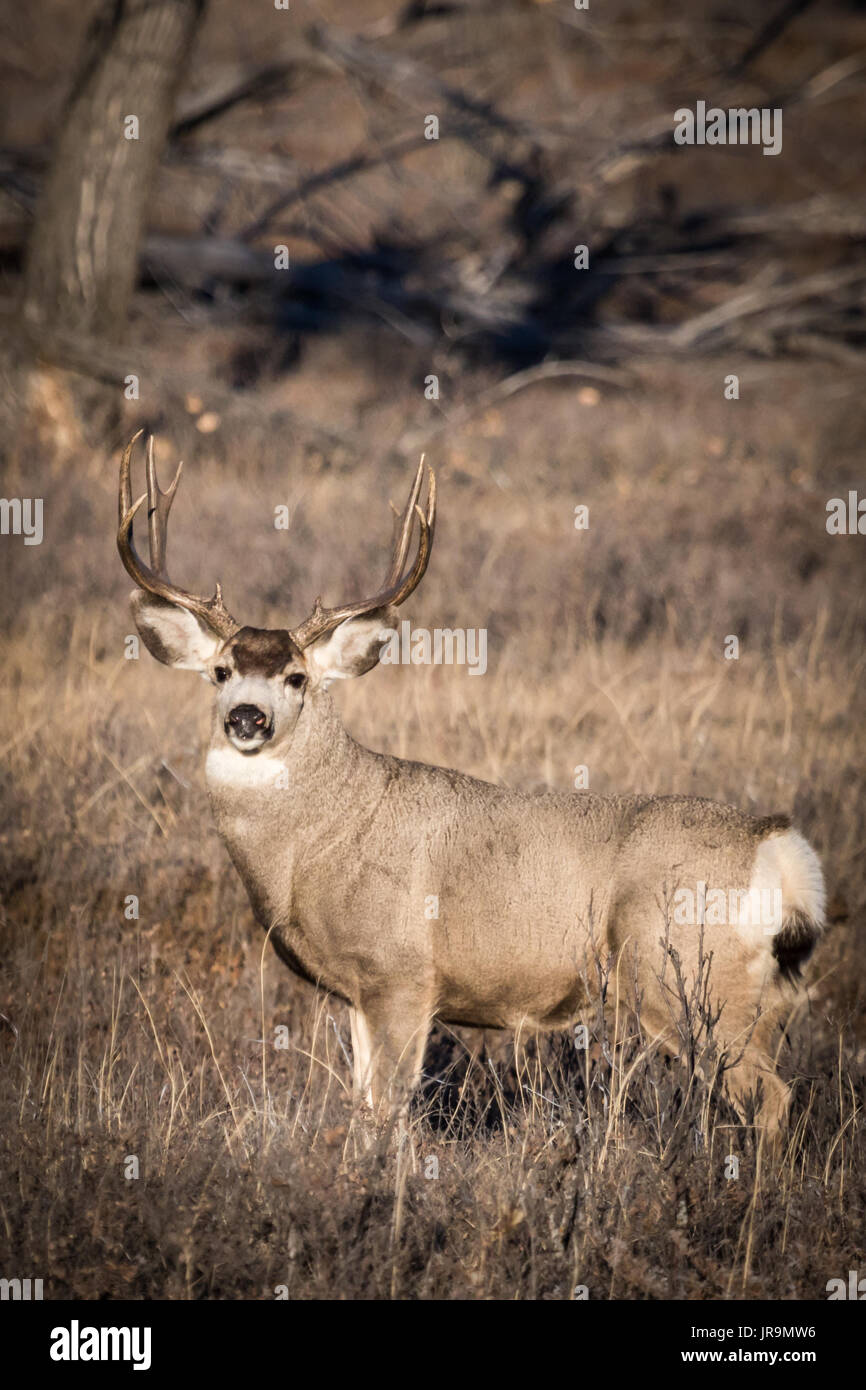 Una grande e matura Mule Deer (Odocoileus hemionus) buck sulla prateria di Saskatchewan durante la caduta rut. Foto Stock