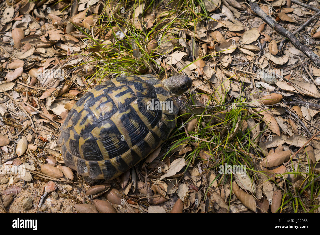 Hermann's tartaruga (Testudo hermanni) Foto Stock