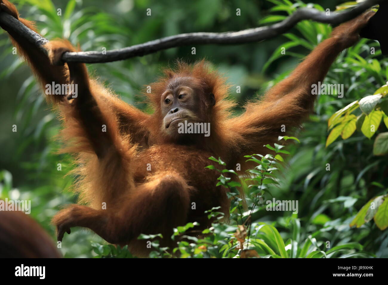 Una immagine di una singola degli oranghi oscillare da un vitigno Foto Stock