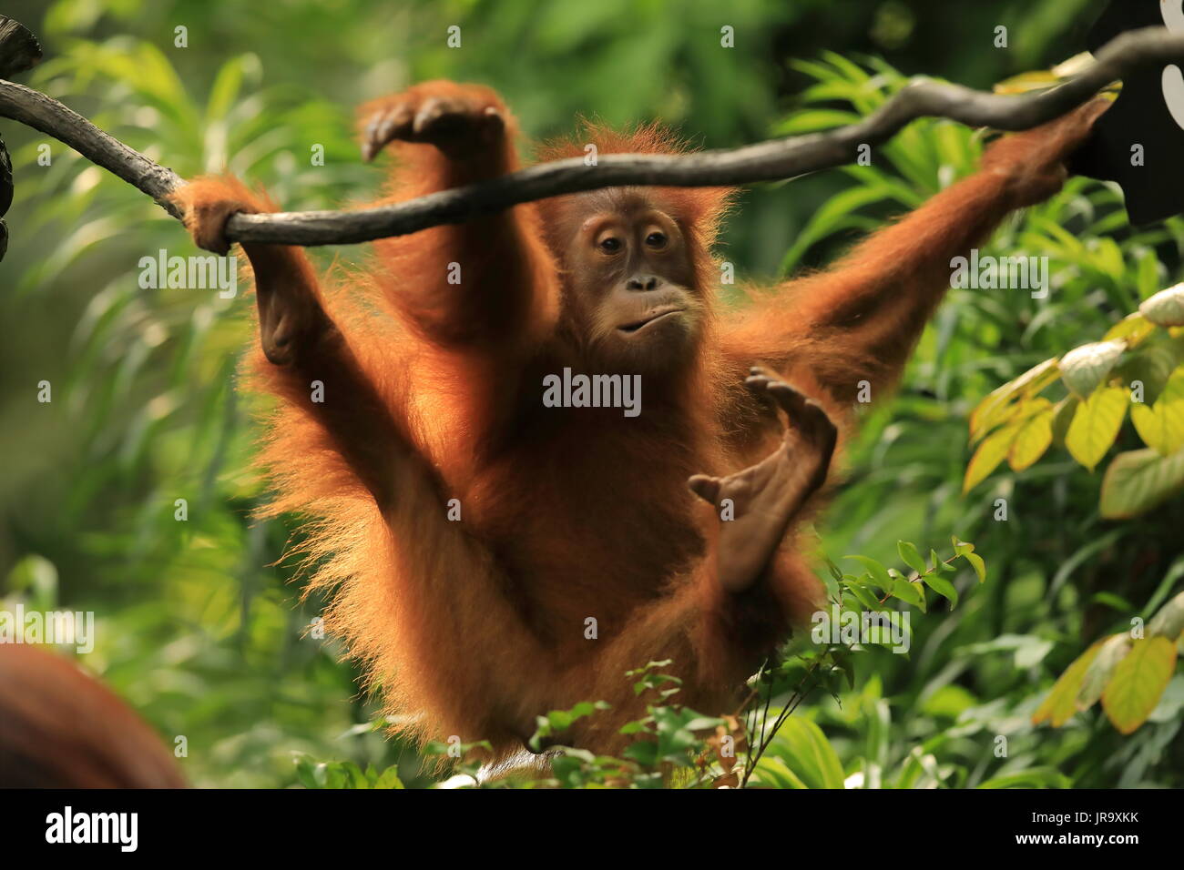 Una immagine di una singola degli oranghi basculante in un vitigno Foto Stock