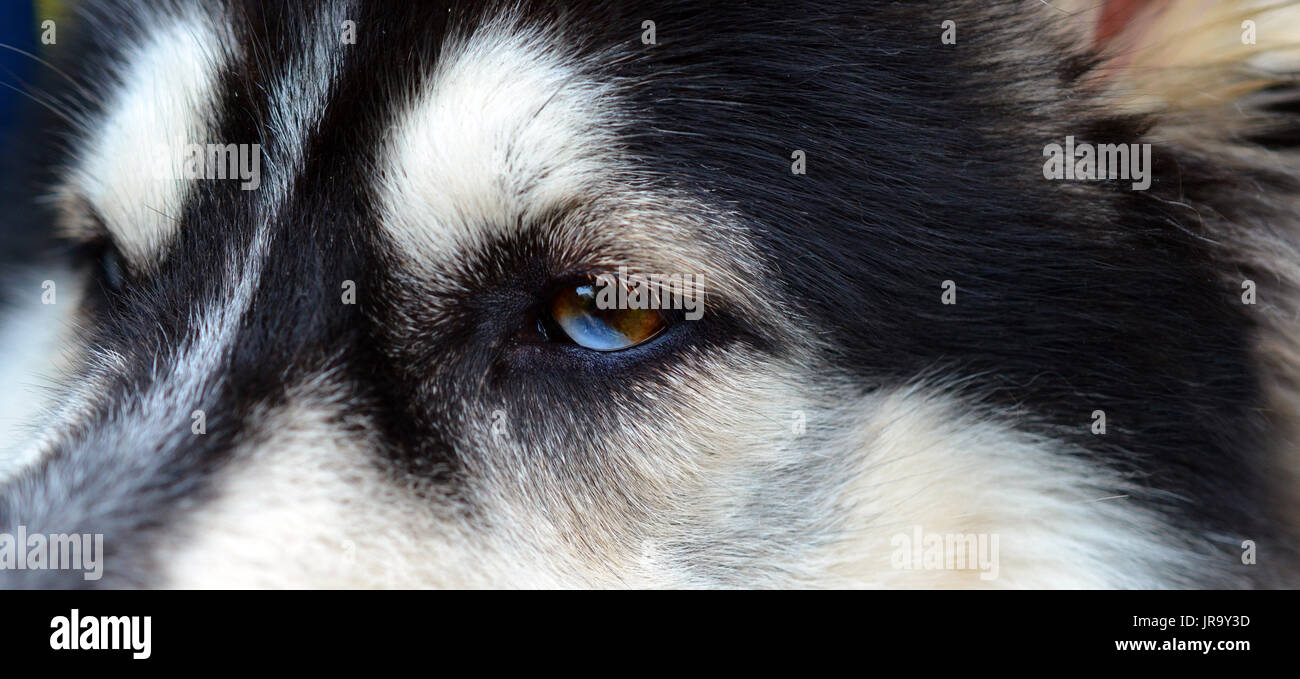 Vista ravvicinata di un siberian husky di due occhi colorati, metà marrone, metà blu Foto Stock