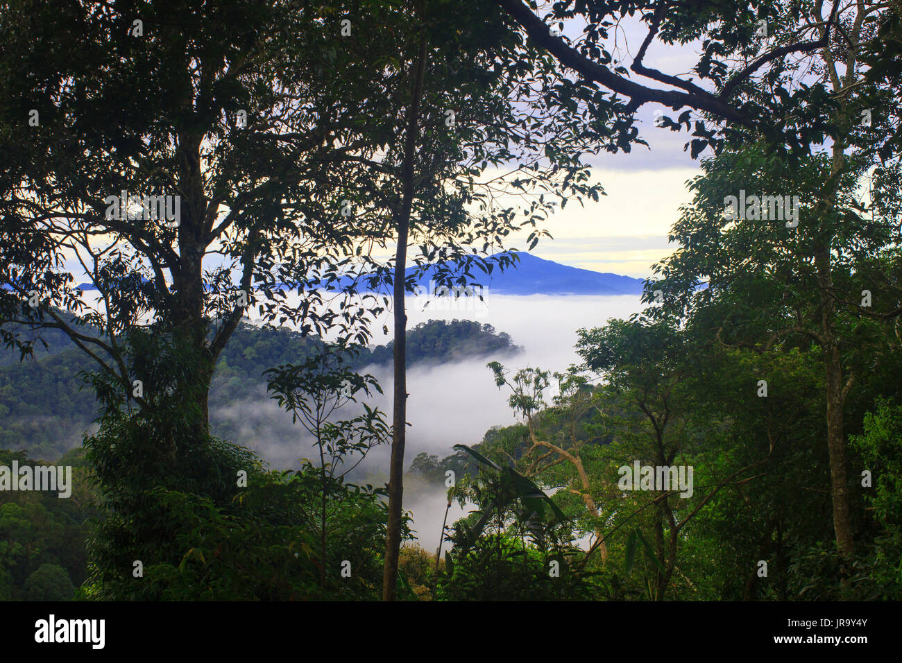 Mare di nebbia con foreste come primo piano. Questo posto è in Kaeng Krachan national park, Thailandia Foto Stock