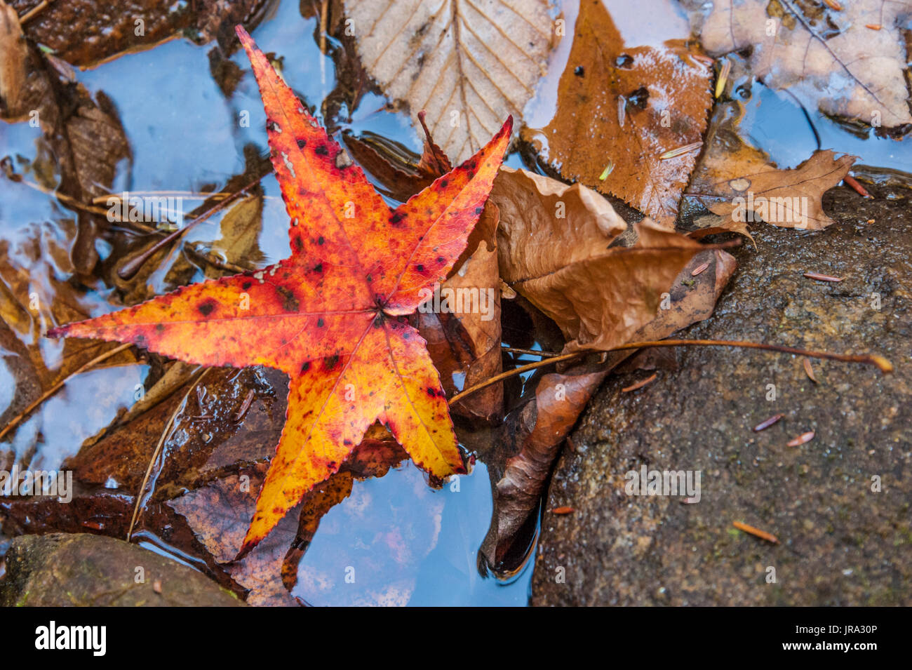 La vibrante Autumn Leaf lungo il bordo di un torrente di montagna a Vogel State Park in Blue Ridge Mountains vicino a Blairsville, Georgia. (USA) Foto Stock