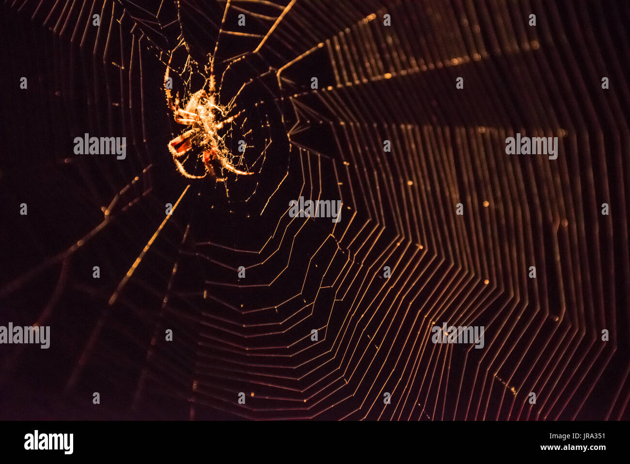 Illuminato Orbweaver maculato (Neoscona crucifera) ragno e web contro un nero cielo notturno. Foto Stock