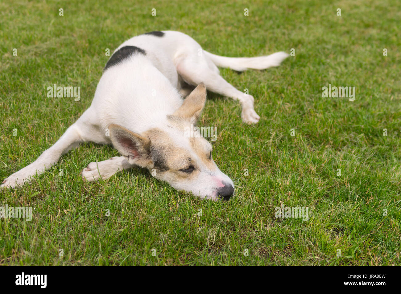 Cross-razza cane bianco giacente su un prato verde Foto Stock