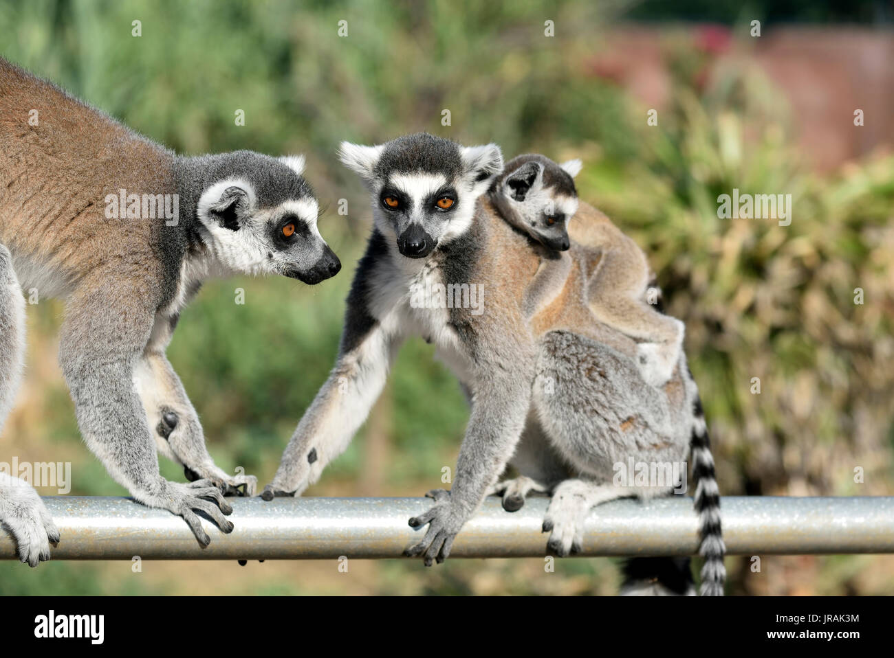 Anello lemure codato con il bambino Foto Stock