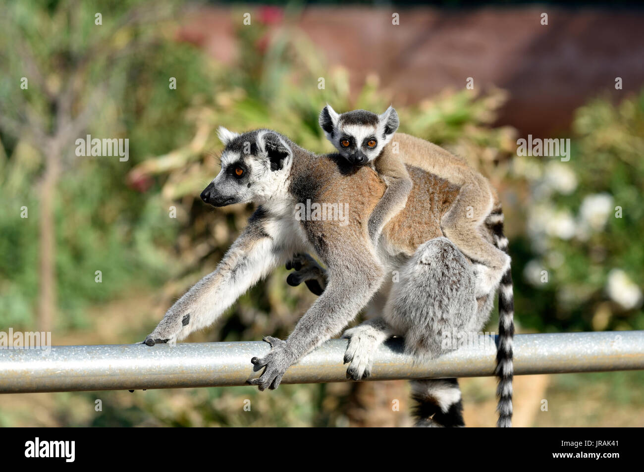 Anello lemure codato con il bambino Foto Stock