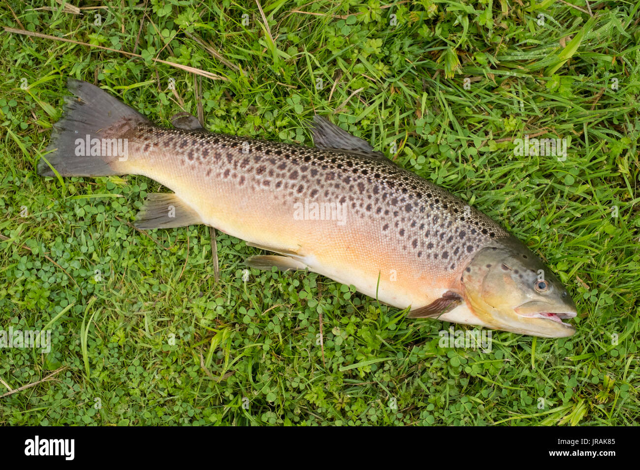 Appena pescato la trota marrone (5LB20z) Prova di fiume, Hampshire, Inghilterra, Regno Unito. Foto Stock