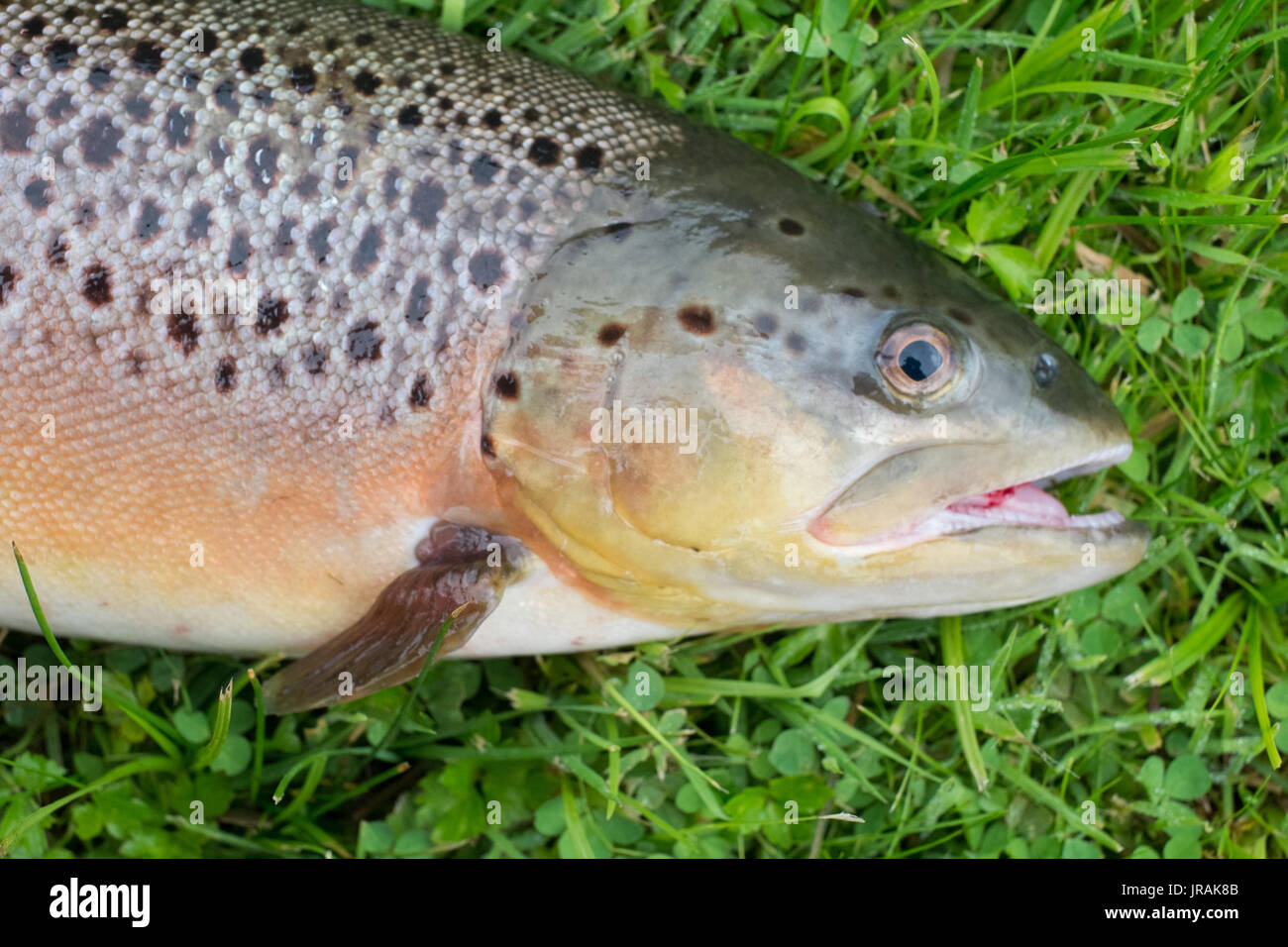 Appena pescato la trota marrone (5LB20z) Prova di fiume, Hampshire, Inghilterra, Regno Unito. Foto Stock