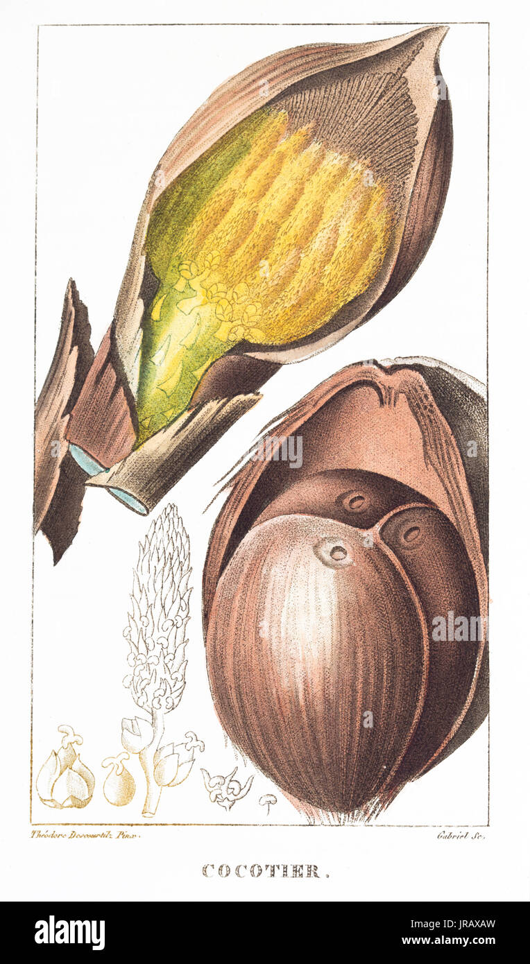 Incisione Cocotier stampa a colori Foto Stock
