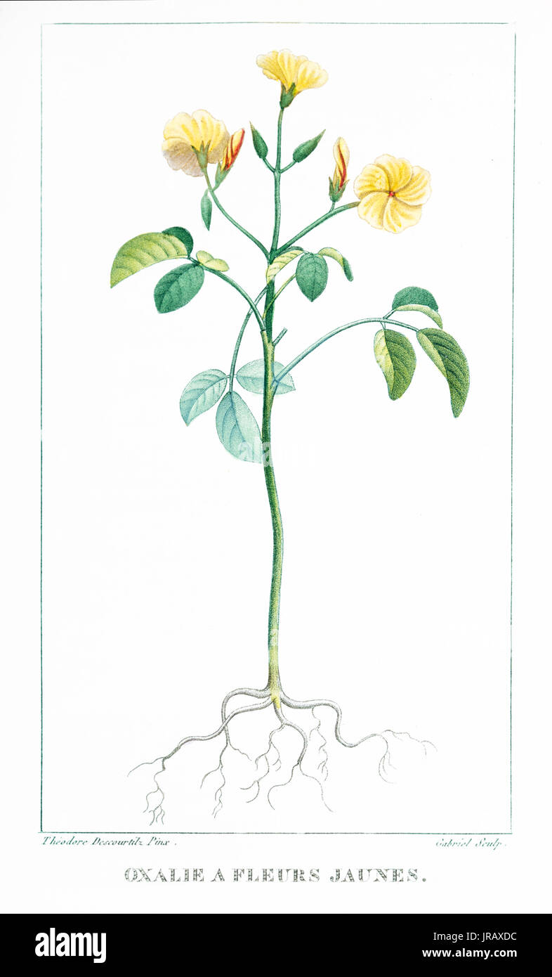 Un Oxalie Fleurs Jaunes stampa per incisione Foto Stock
