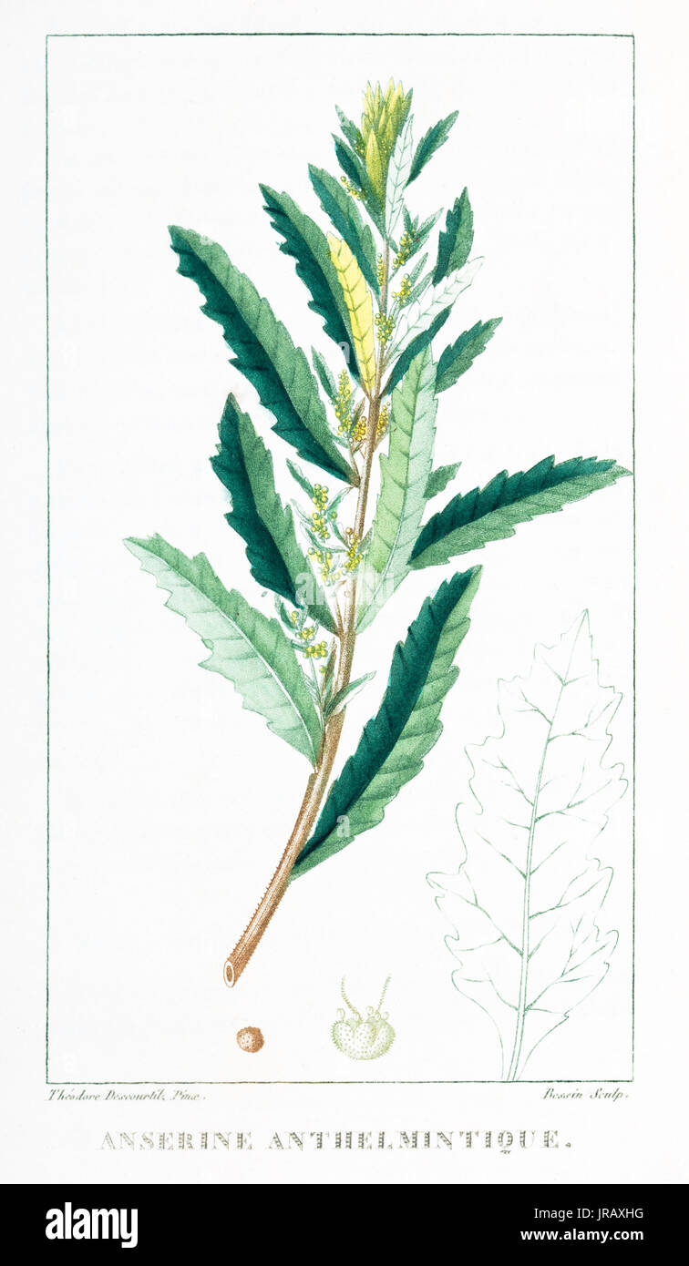 Anserina Anthelmintique stampa per incisione Foto Stock