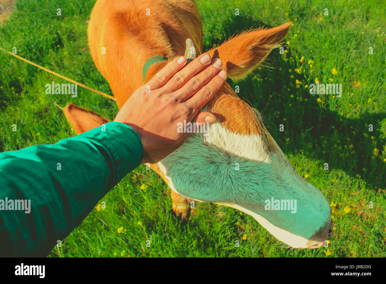 Accarezzare un simpatico vacca. Ordubad , Azerbaigian Foto Stock