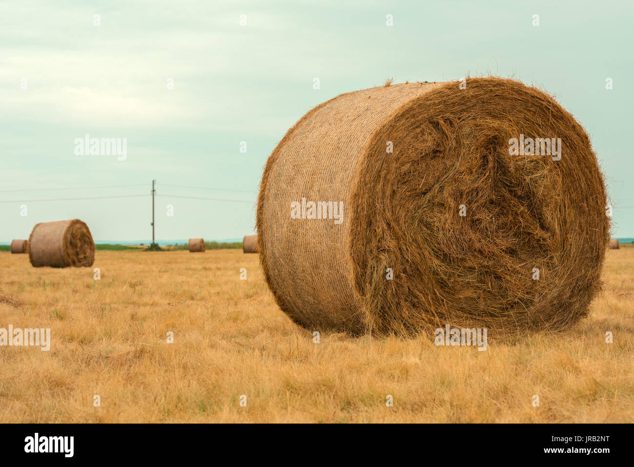 I rotoli di fieno, pagliaio balle nel paesaggio di campagna sul giorno nuvoloso Foto Stock