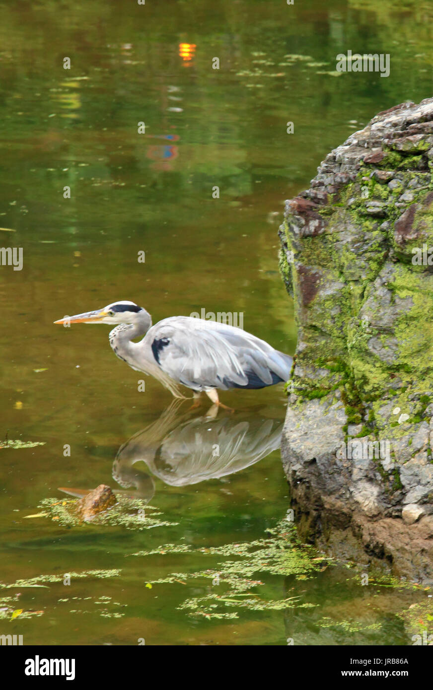Giappone, Kyoto, Parco di Maruyama, stagno, gli uccelli acquatici, Foto Stock
