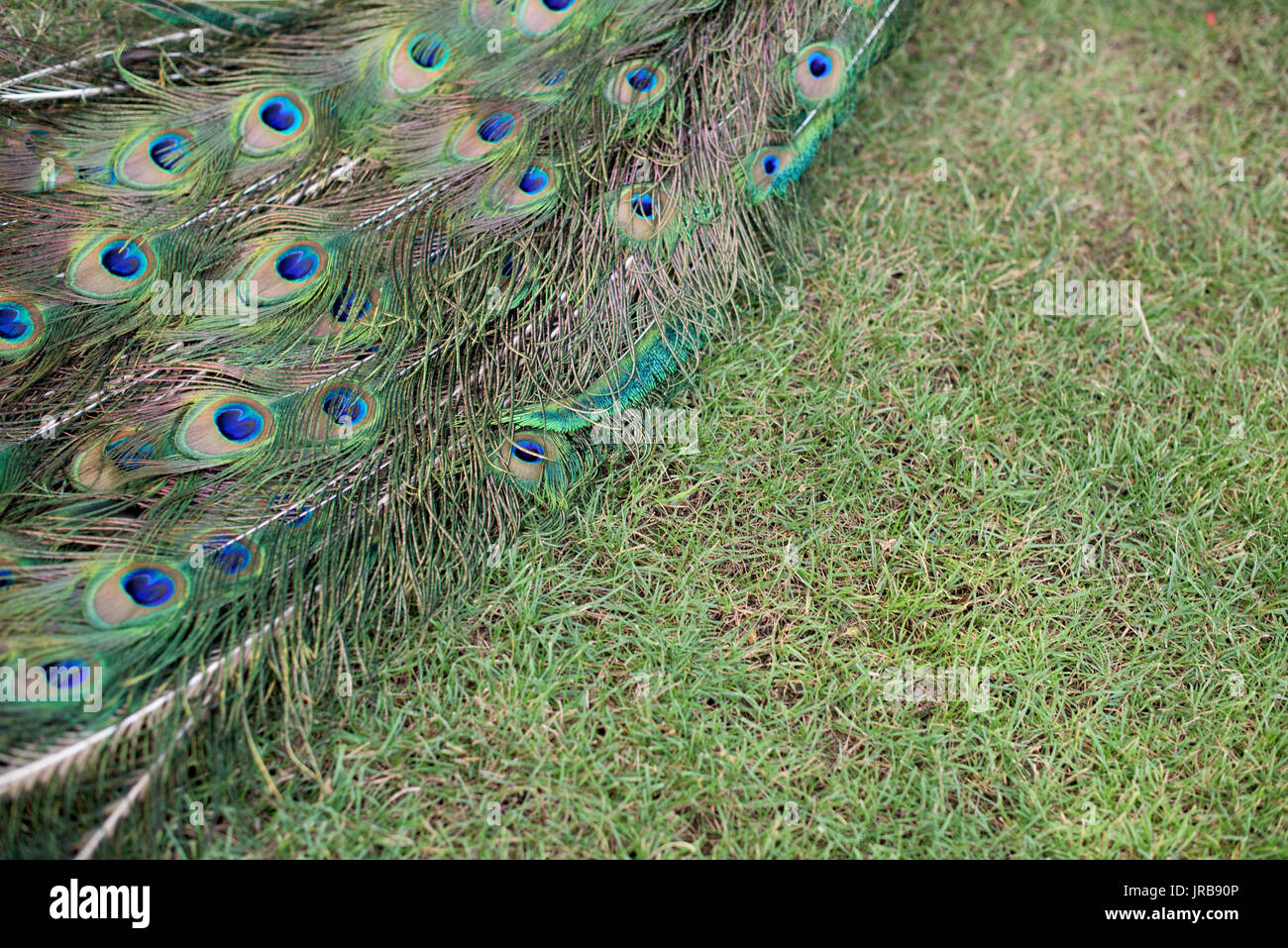 Parte di una coda di pavone- close up Foto Stock