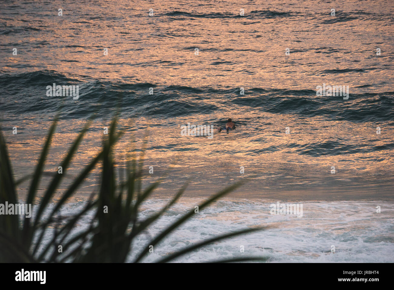 Surfer paddling a Burleigh capi sulla Gold Coast al tramonto con la luce dorata di colpire l'acqua e piante in primo piano. Foto Stock