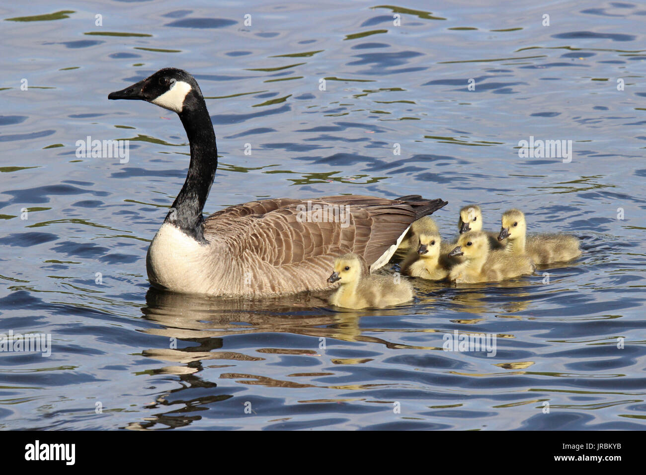 Una madre Canada Goose nuoto su uno stagno con la sua famiglia di goslings Foto Stock