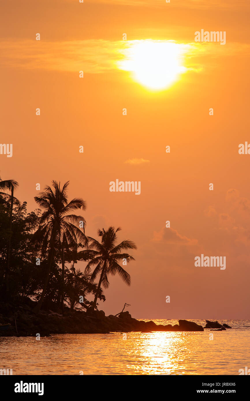 Palme silhouette al tramonto, Thailandia Foto Stock
