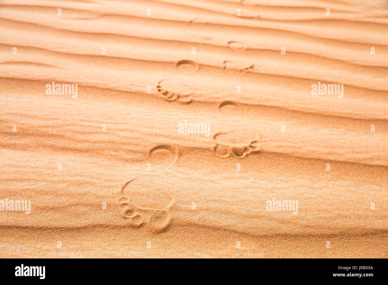 Impronte in un deserto di Rub al Khali al Empty Quarter, in Abu Dhabi, Emirati Arabi Uniti Foto Stock
