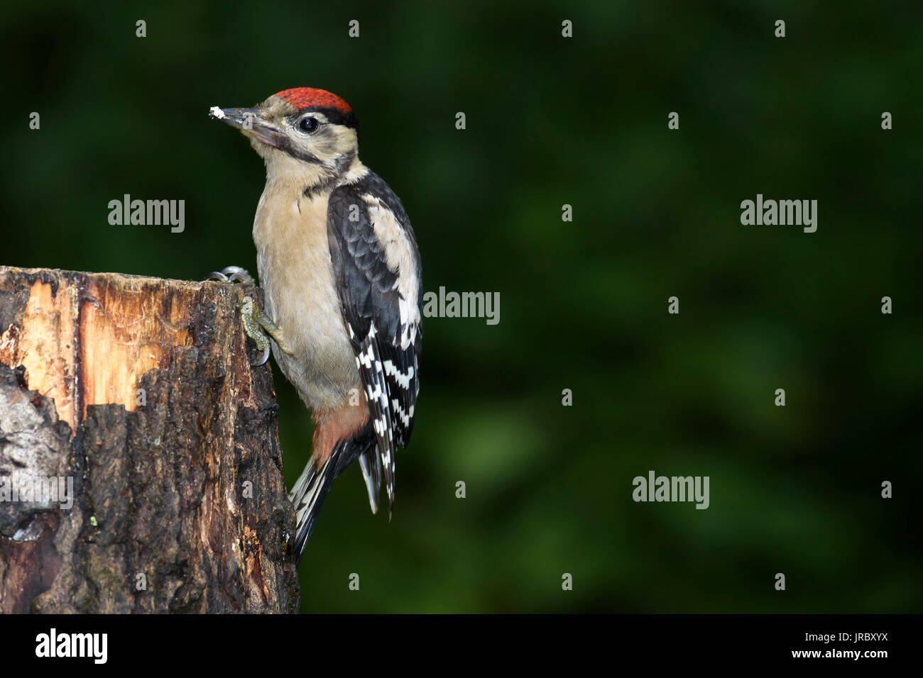 Picchio rosso maggiore, capretti (Dendrocopos major) su un ceppo di albero, Dorset, Regno Unito Foto Stock