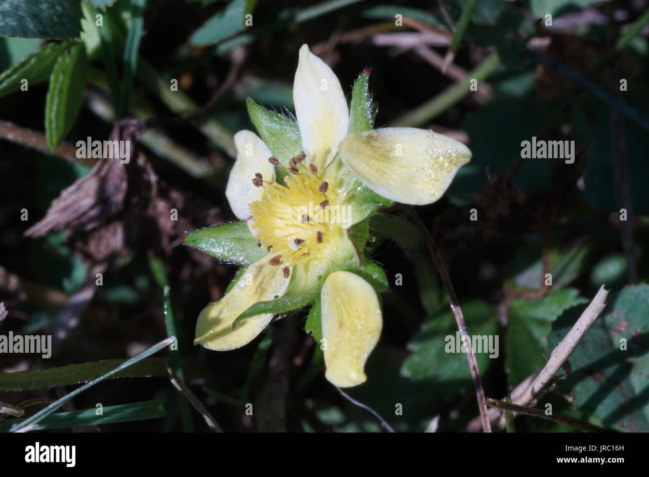 Botton d'oro piccola Foto Stock